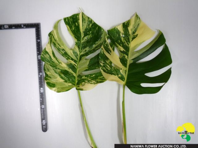 Monstera(variegated).jpg