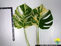 Monstera(variegated)